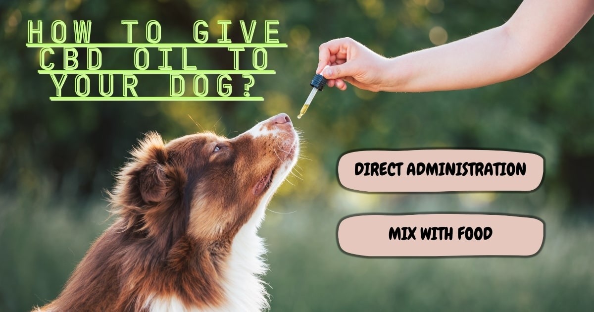 buy cbd oil for dogs